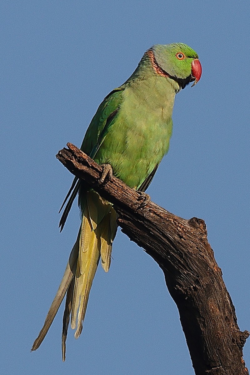 Rose-ringed Parakeet - ML641526621