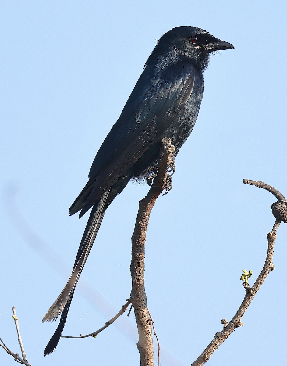 Black Drongo - ML641526632