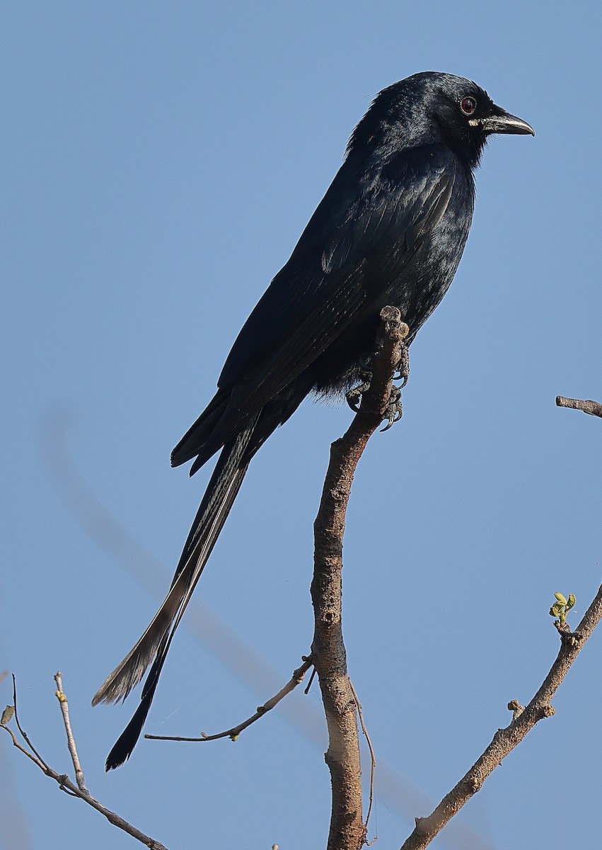Black Drongo - ML641526633