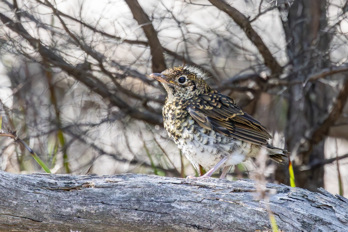 Bassian Thrush - ML641526643