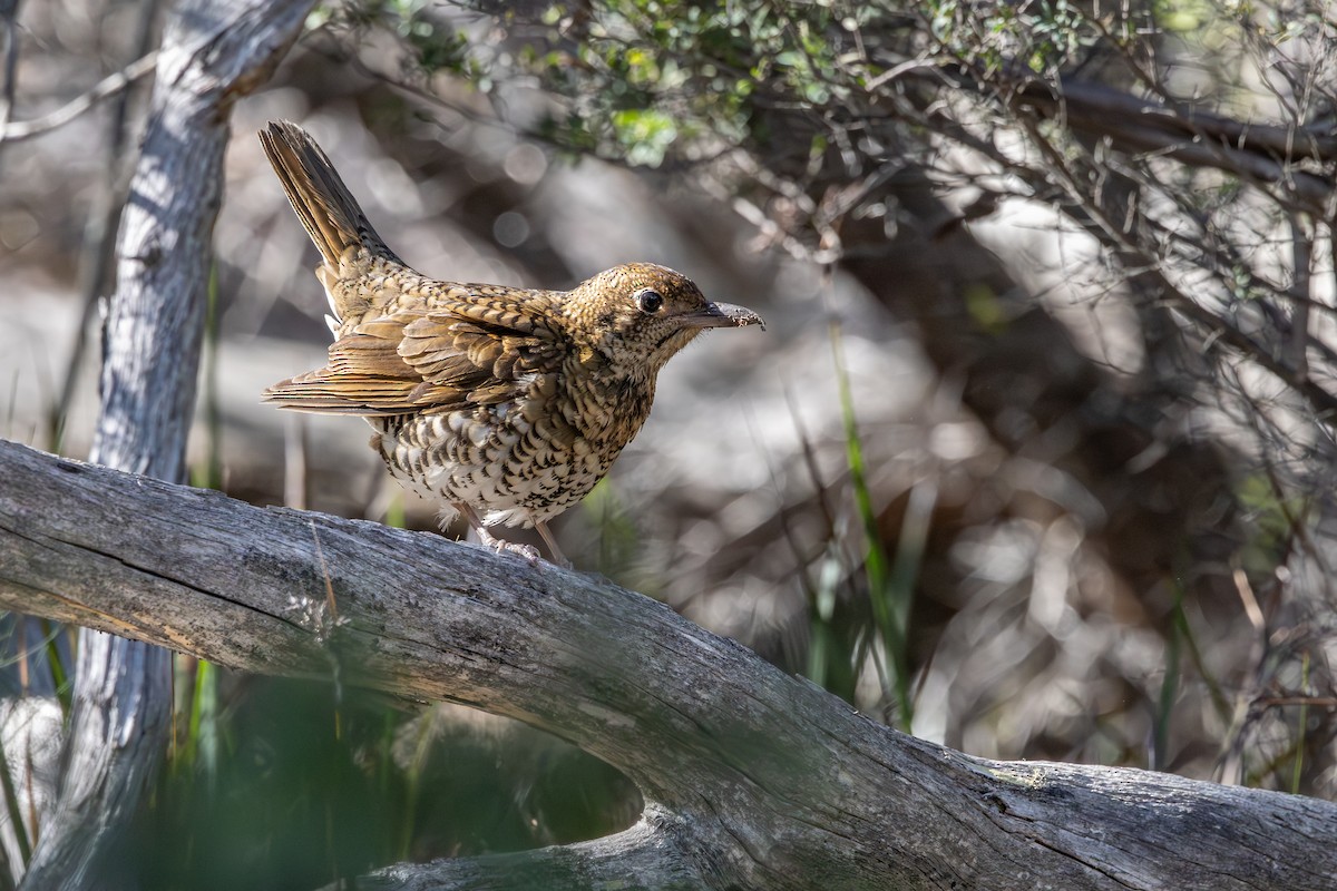 Bassian Thrush - ML641526644