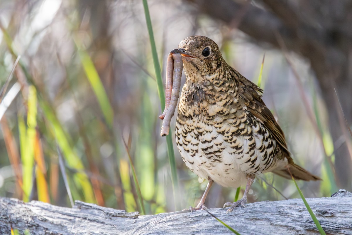 Bassian Thrush - ML641526645