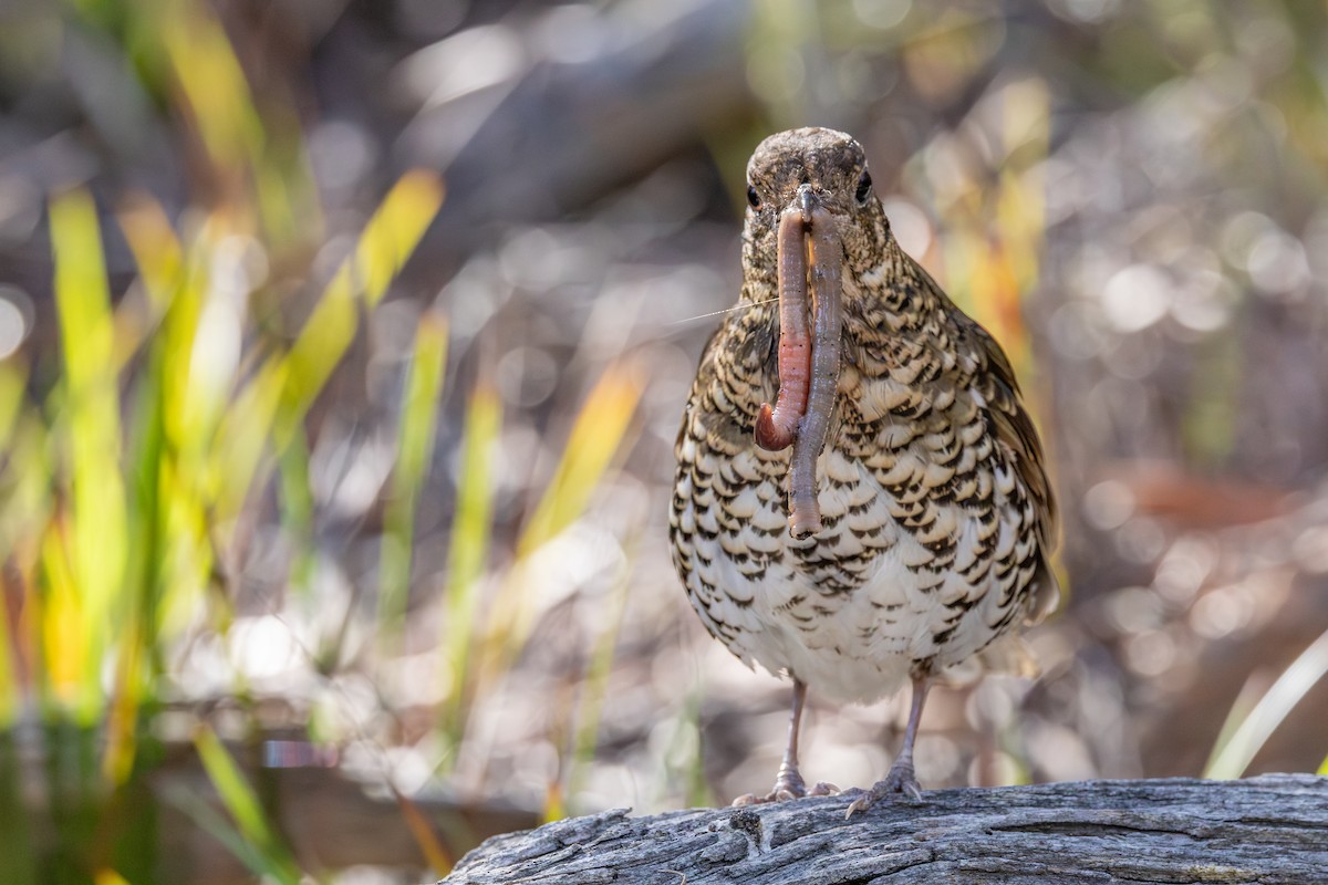 Bassian Thrush - ML641526646