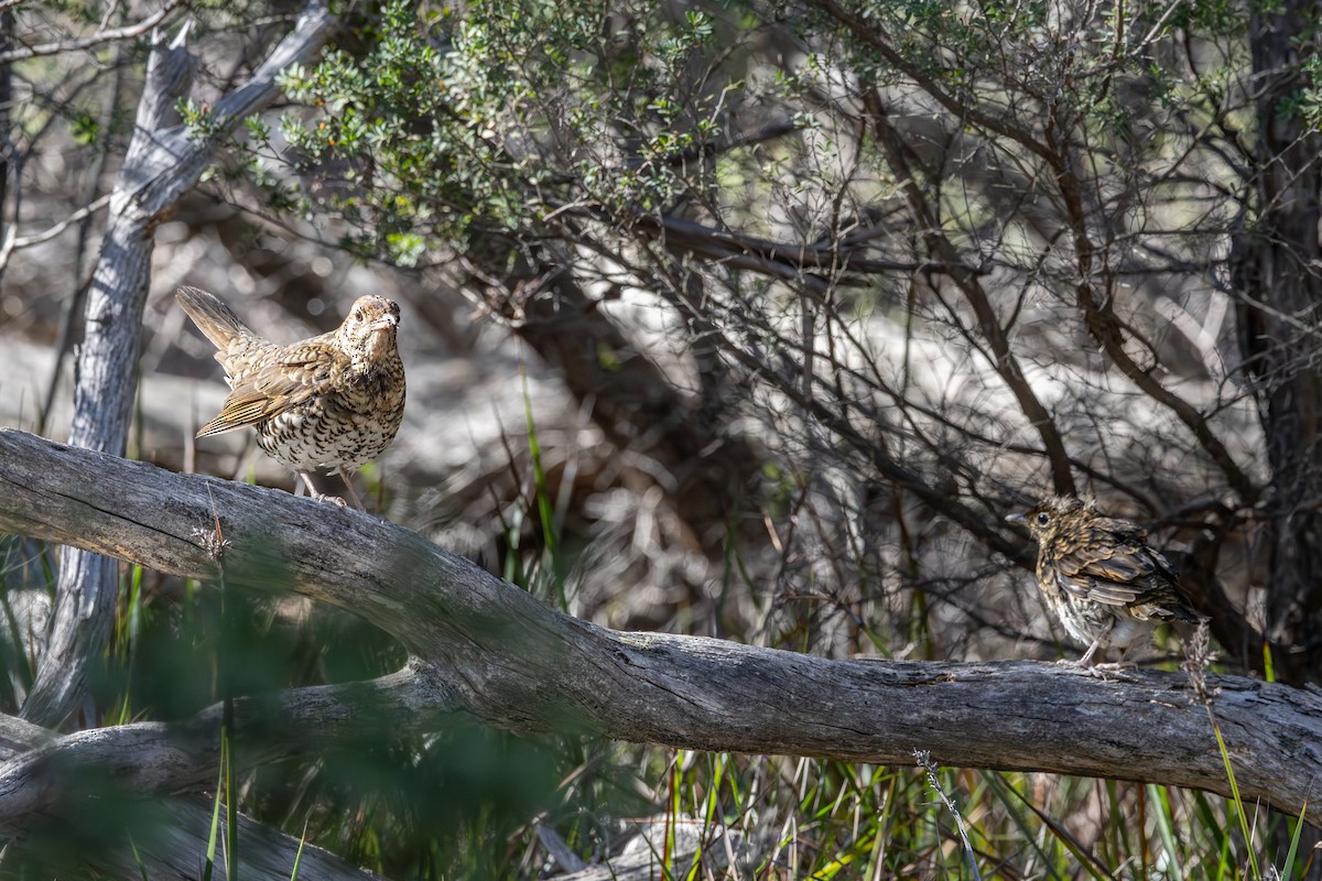 Bassian Thrush - ML641526647
