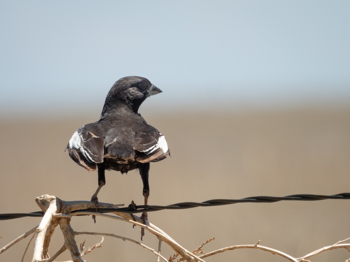 Lark Bunting - ML641526651