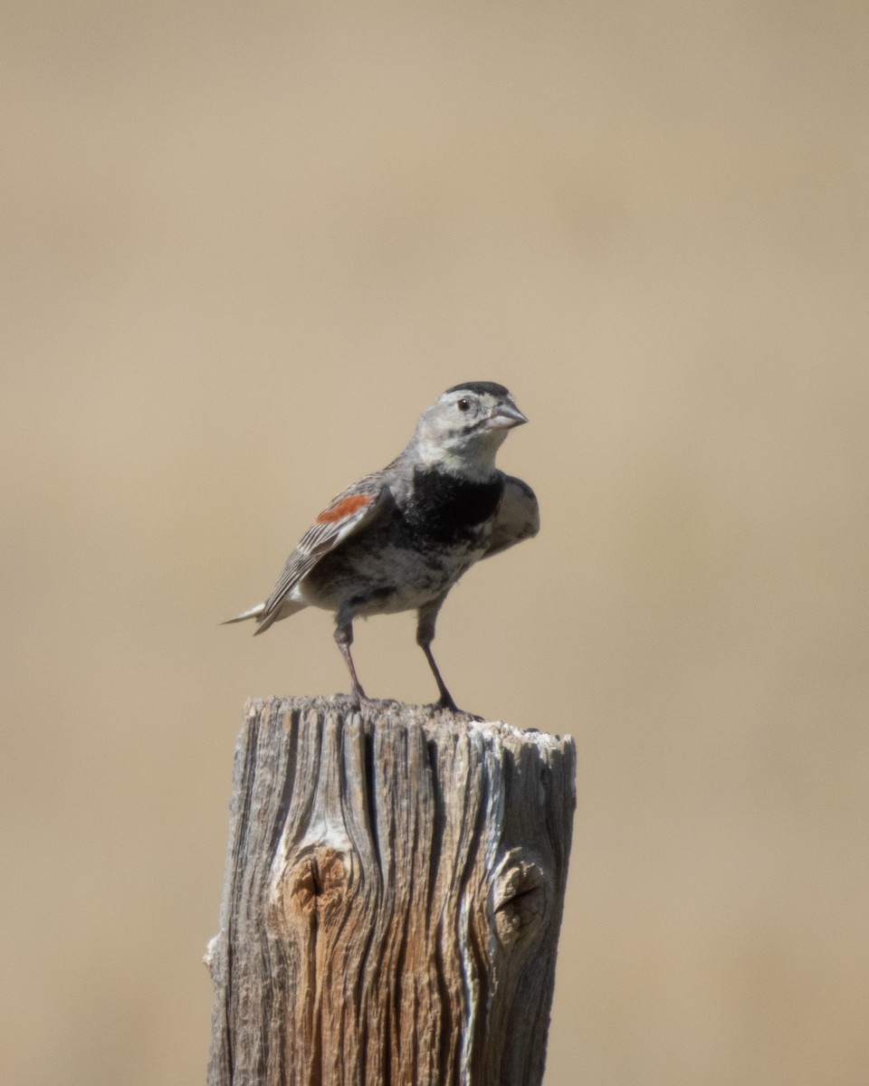 Thick-billed Longspur - ML641526656