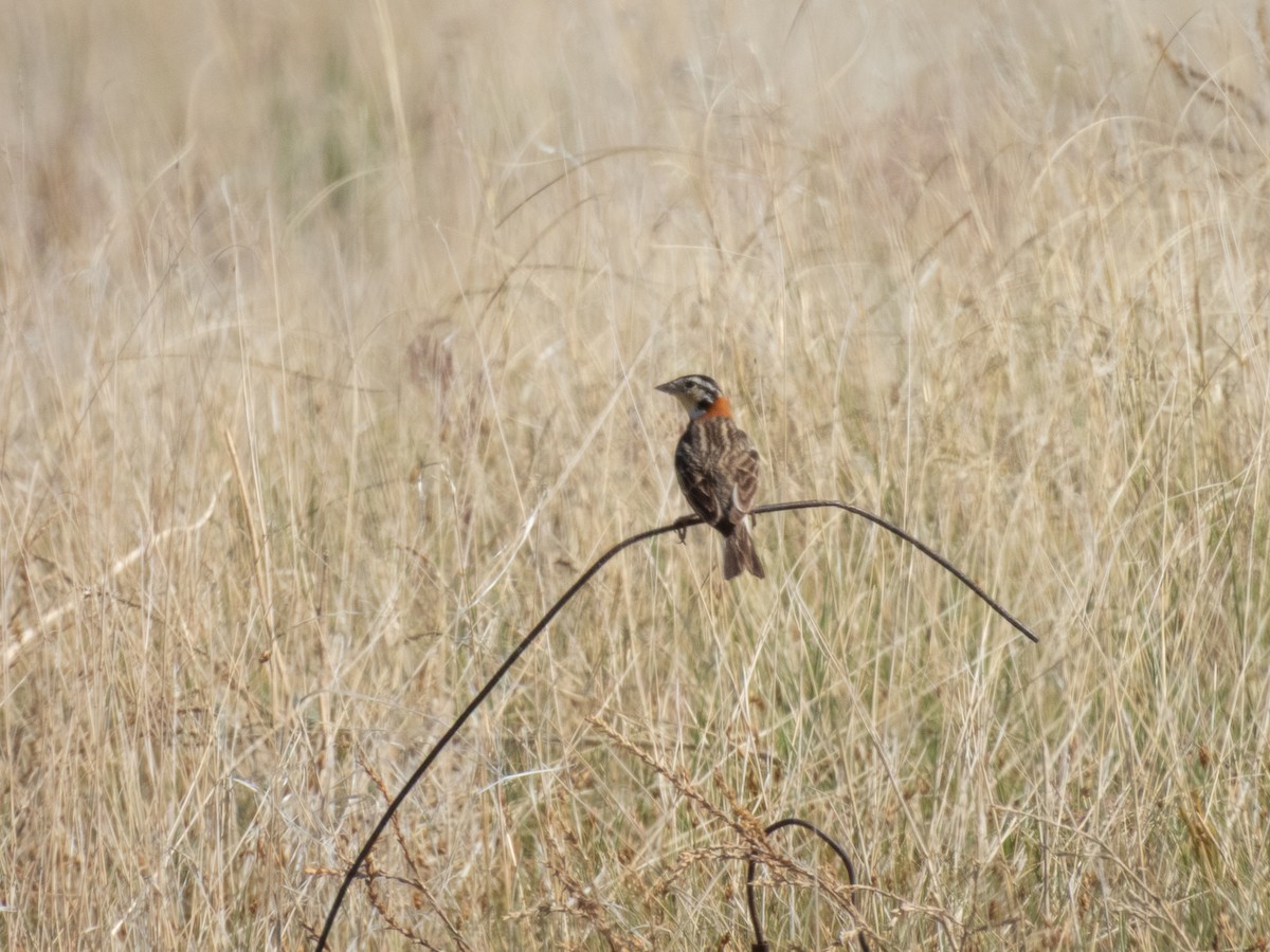 Chestnut-collared Longspur - ML641526658