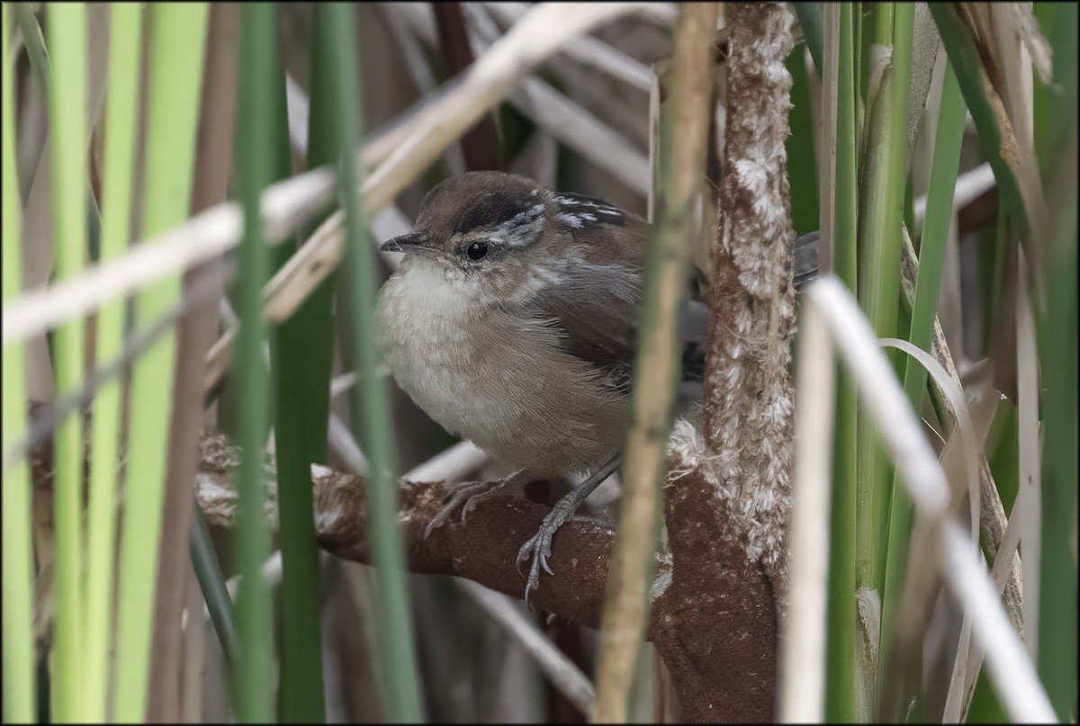 Marsh Wren - ML641526667