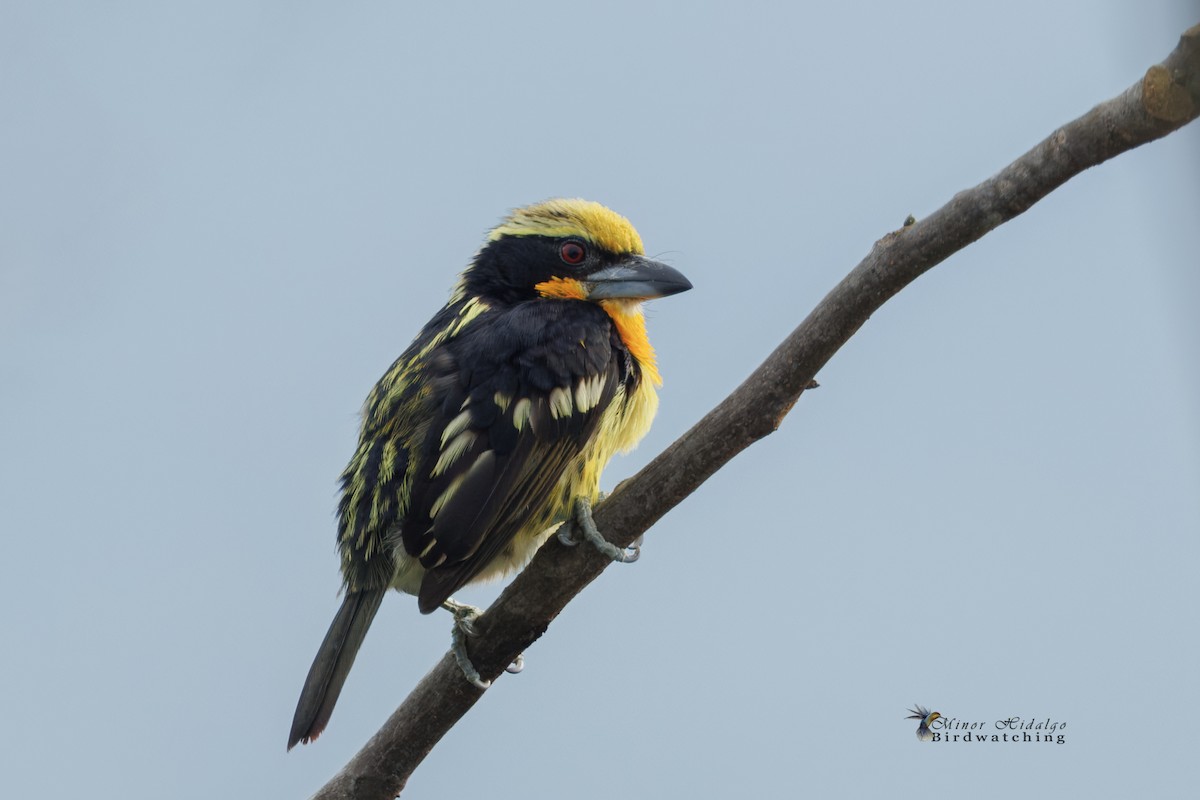 Gilded Barbet - ML641526685