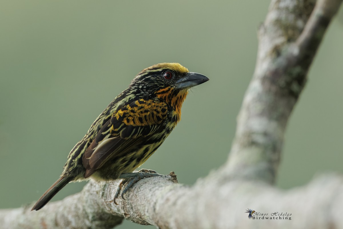 Gilded Barbet - ML641526687