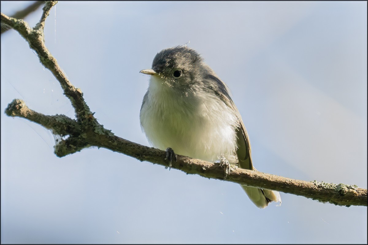 Blue-gray Gnatcatcher - ML641526696