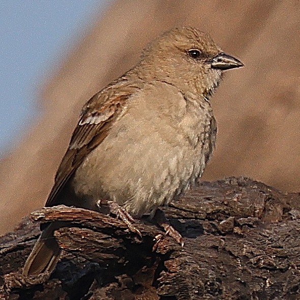 Yellow-throated Sparrow - ML641526719