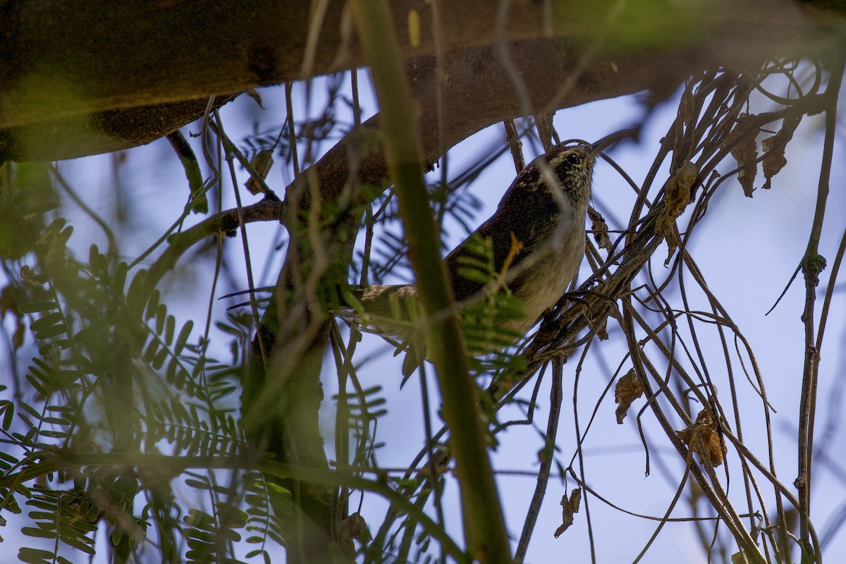 Bewick's Wren - ML641526758