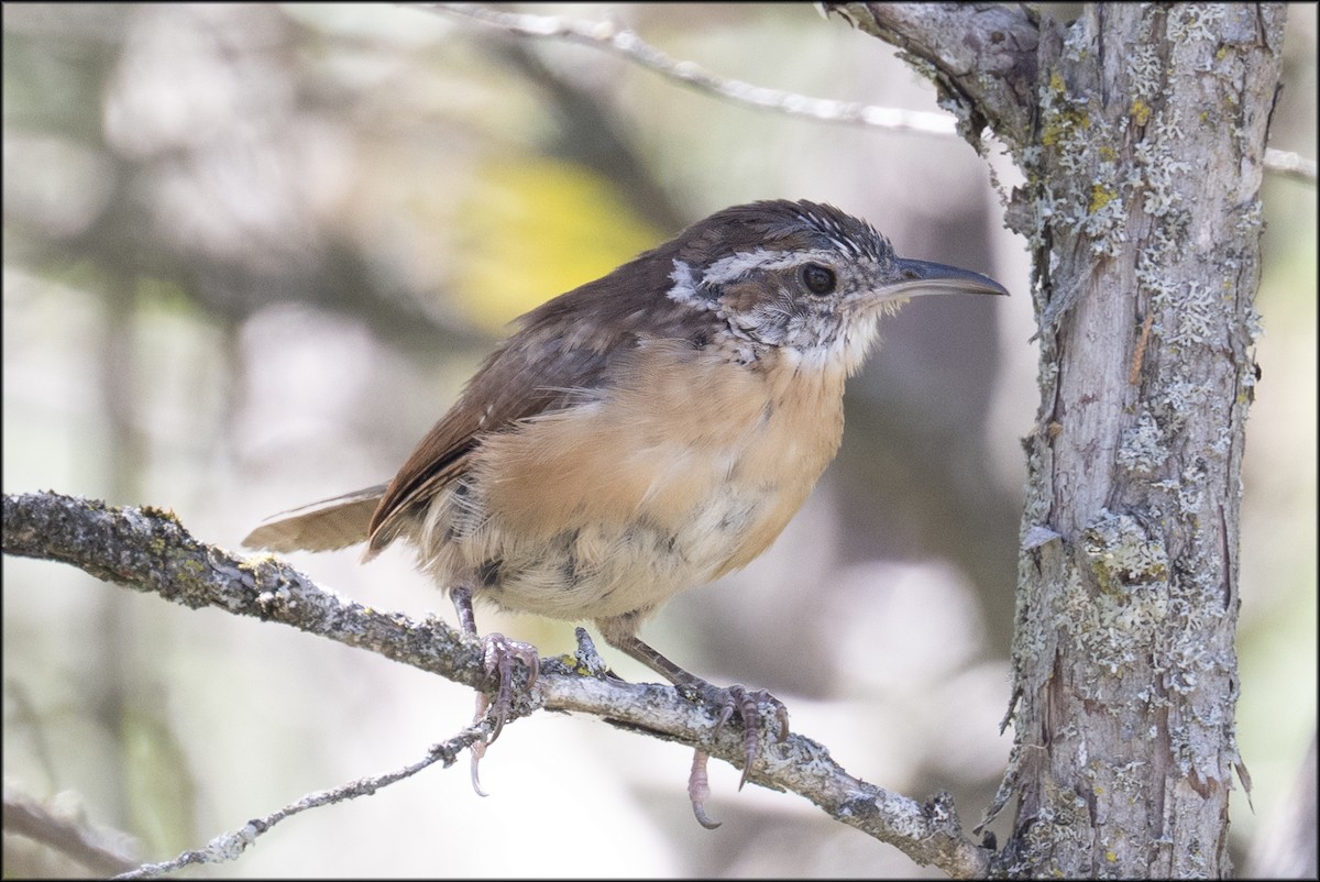Carolina Wren - ML641526767