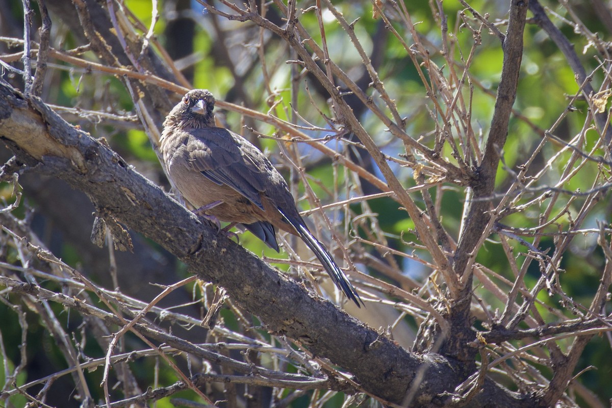 Abert's Towhee - ML641526769