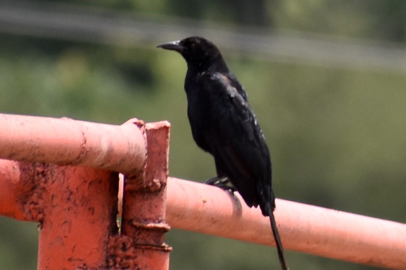 Great-tailed Grackle - ML641526770