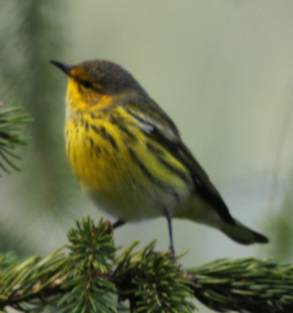 Cape May Warbler - ML641526772