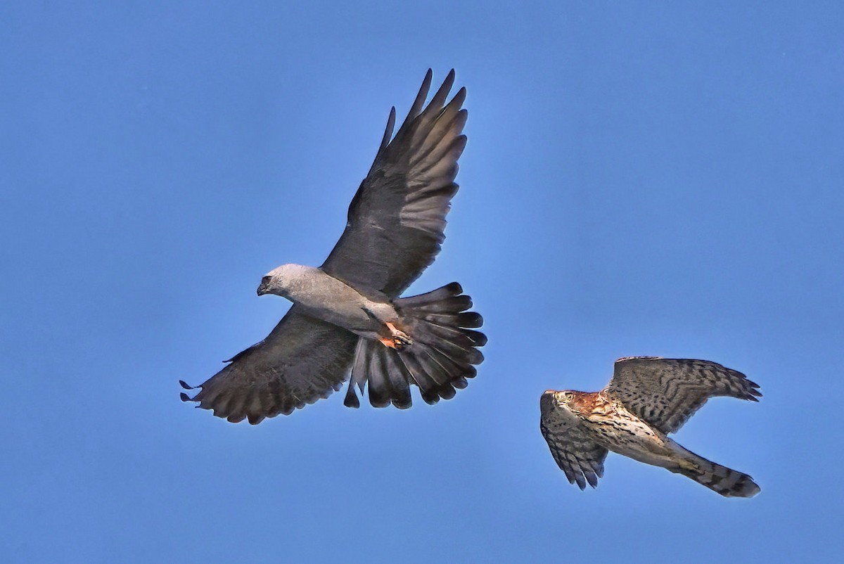 Mississippi Kite - ML641526774