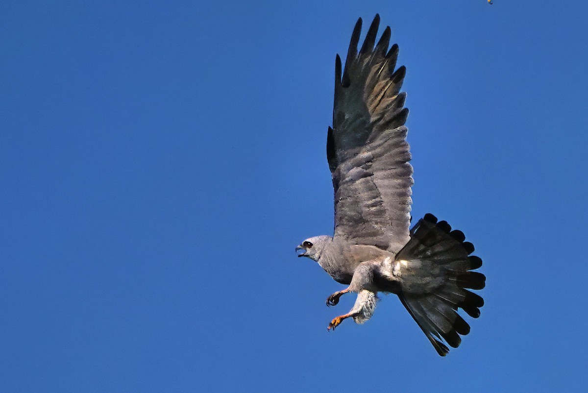 Mississippi Kite - ML641526775