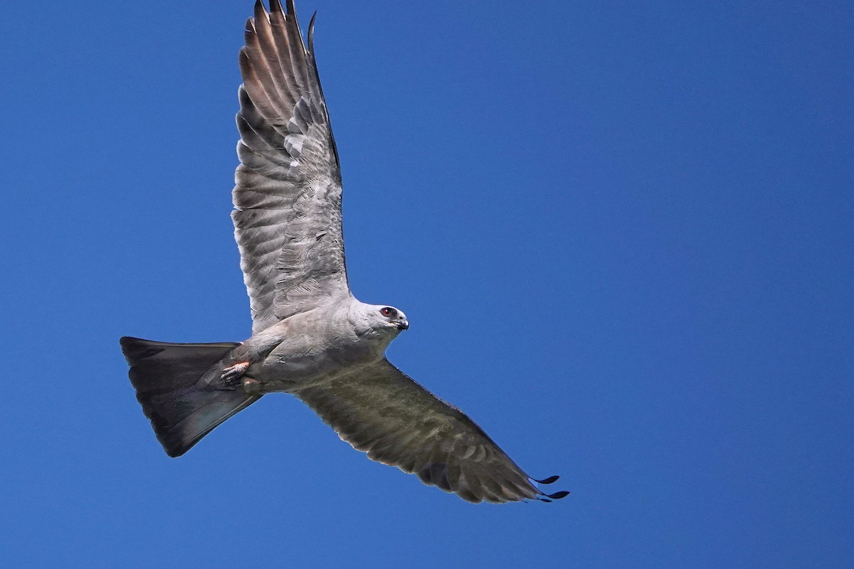 Mississippi Kite - ML641526776