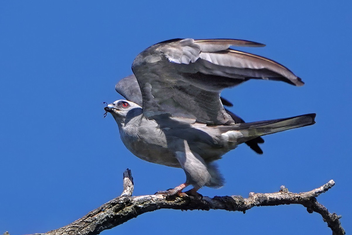 Mississippi Kite - ML641526777