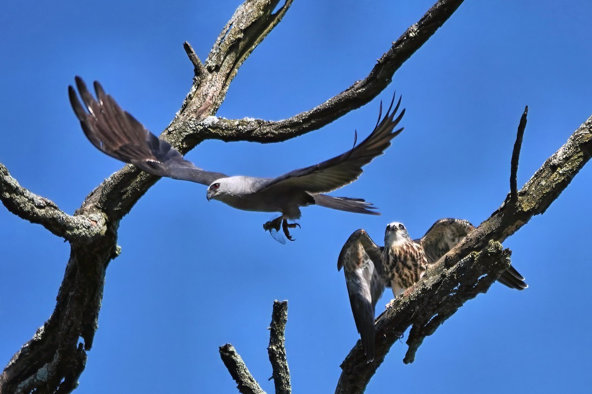 Mississippi Kite - ML641526778