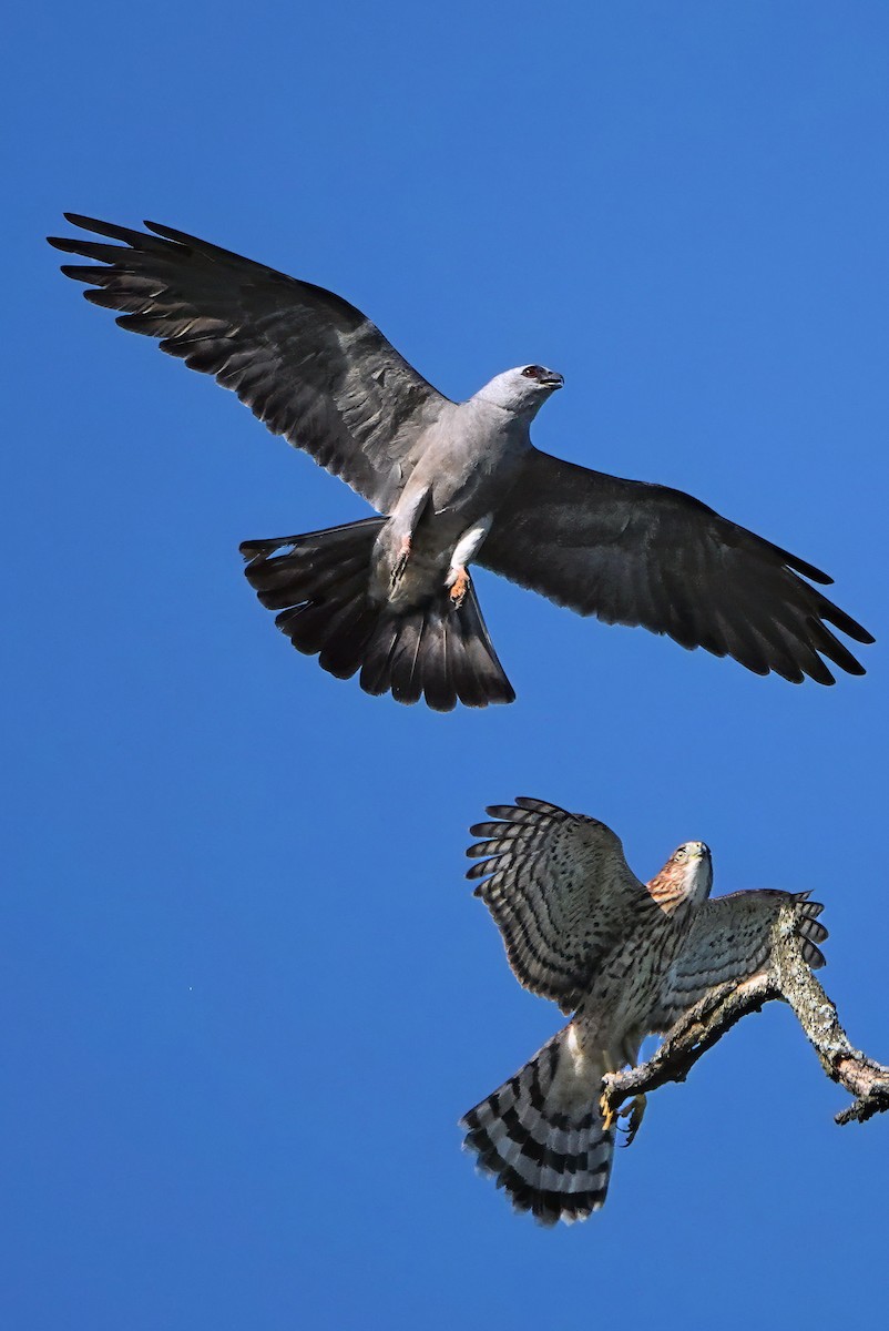 Mississippi Kite - ML641526779