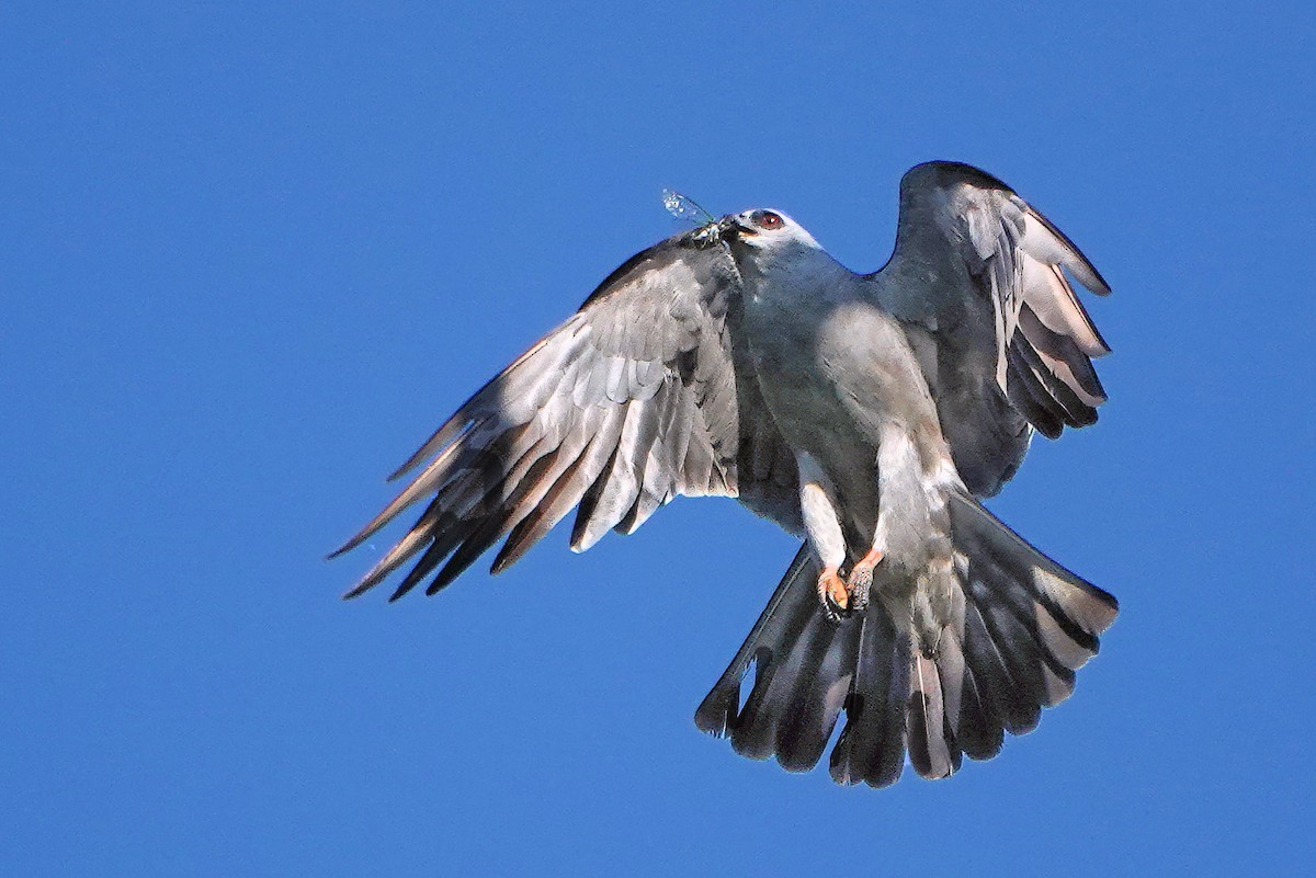 Mississippi Kite - ML641526780