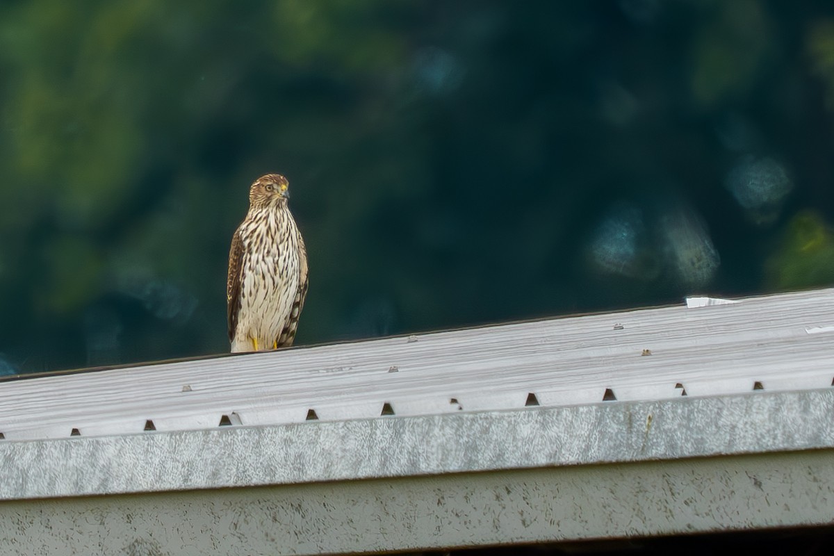 Cooper's Hawk - ML641526786