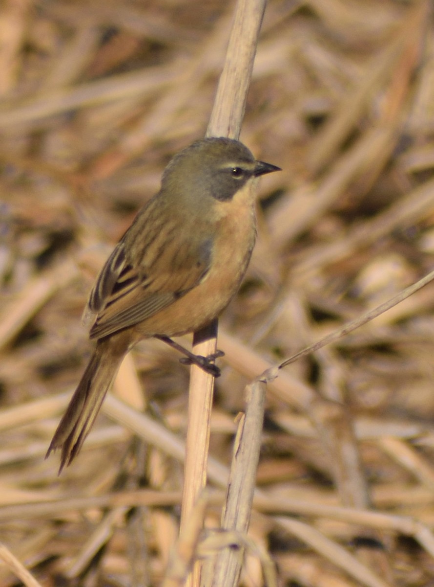 Long-tailed Reed Finch - ML641526787