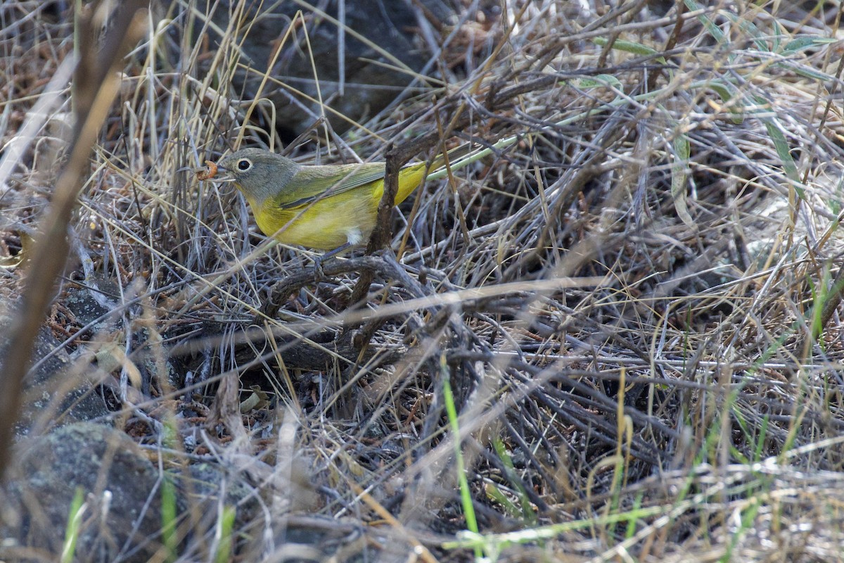Nashville Warbler - ML641526788