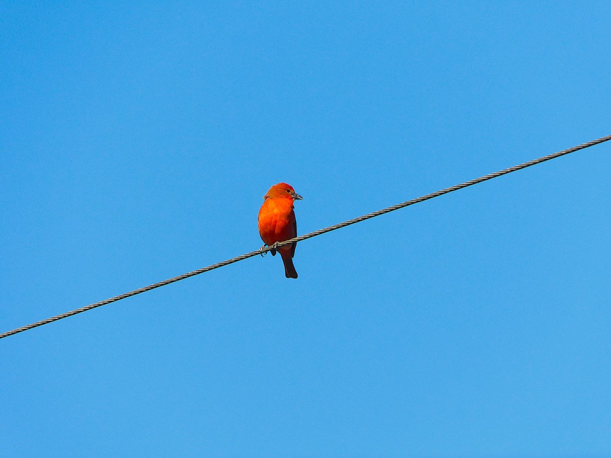 Hepatic Tanager - ML641526790