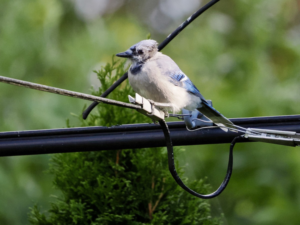 Blue Jay - ML641526791
