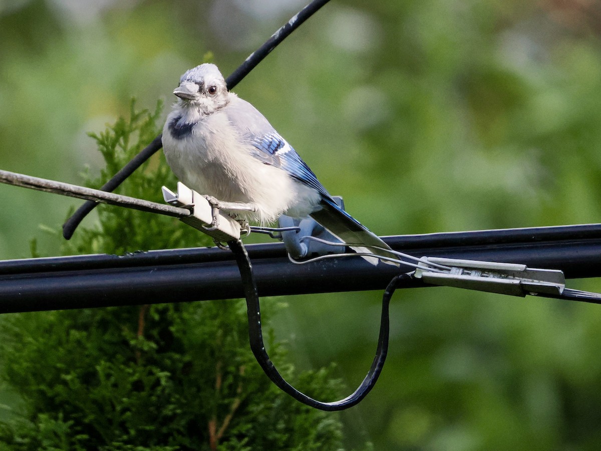 Blue Jay - ML641526792