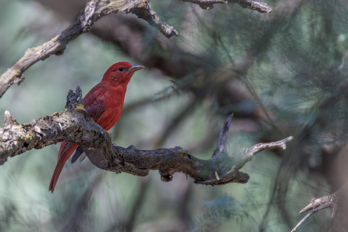 Summer Tanager - ML641526797