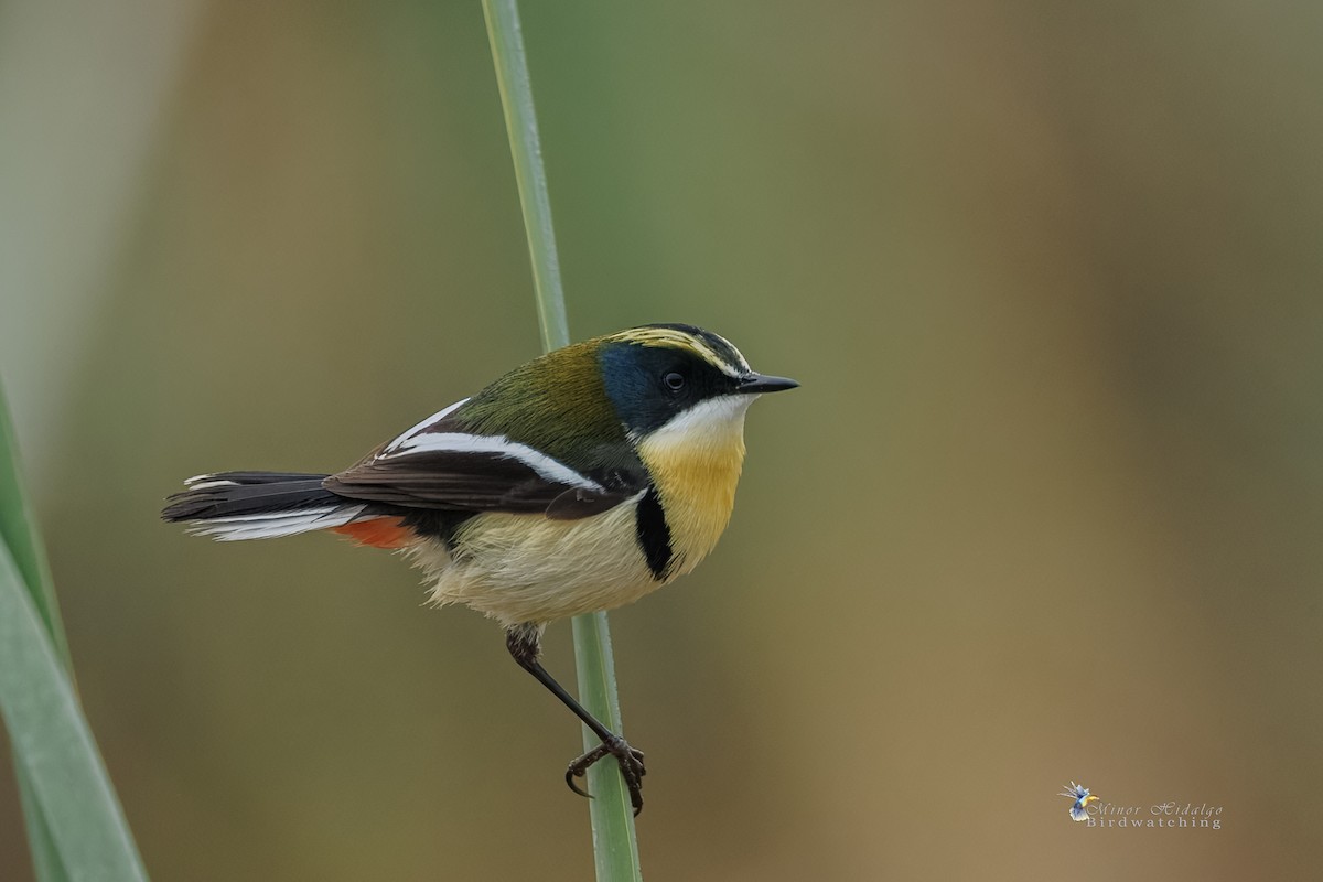 Many-colored Rush Tyrant - ML641526798