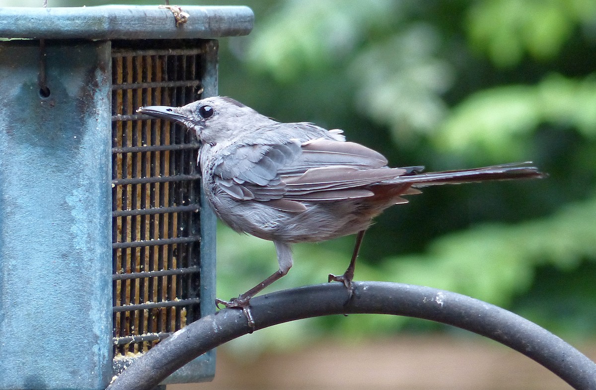 Gray Catbird - ML641526800