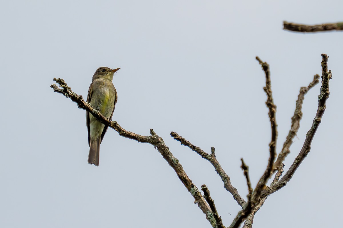 Eastern Wood-Pewee - ML641526809