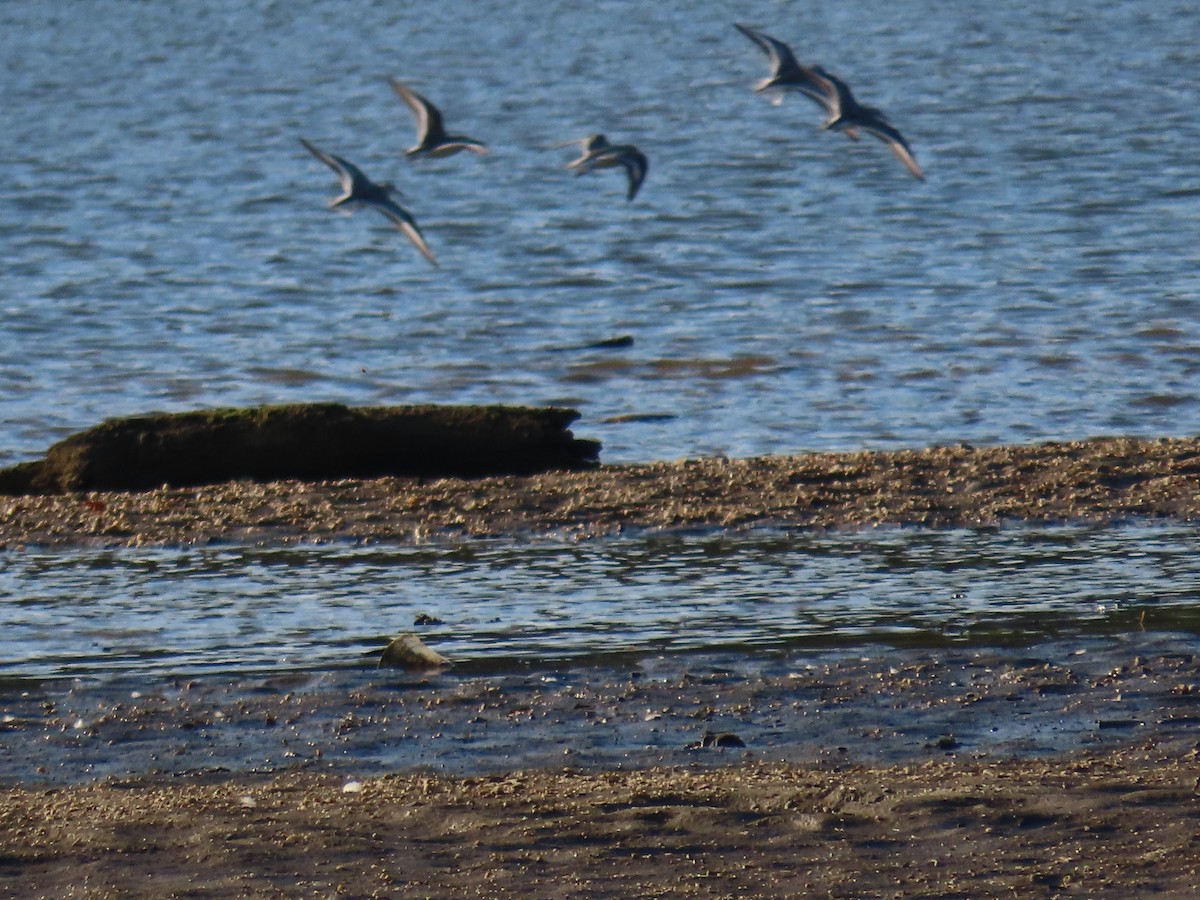 Bécasseau sanderling - ML641526813