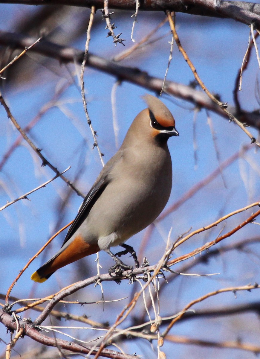 Bohemian Waxwing - ML641526826