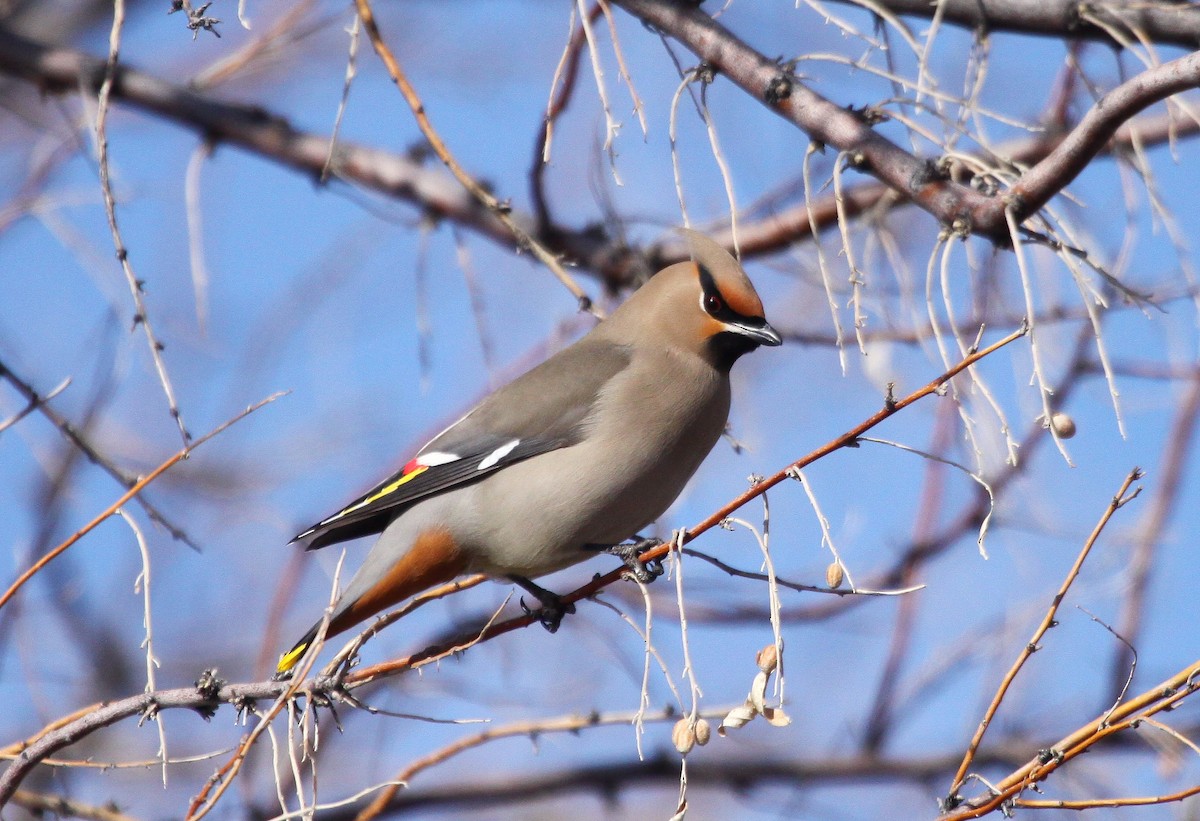 Bohemian Waxwing - ML641526827