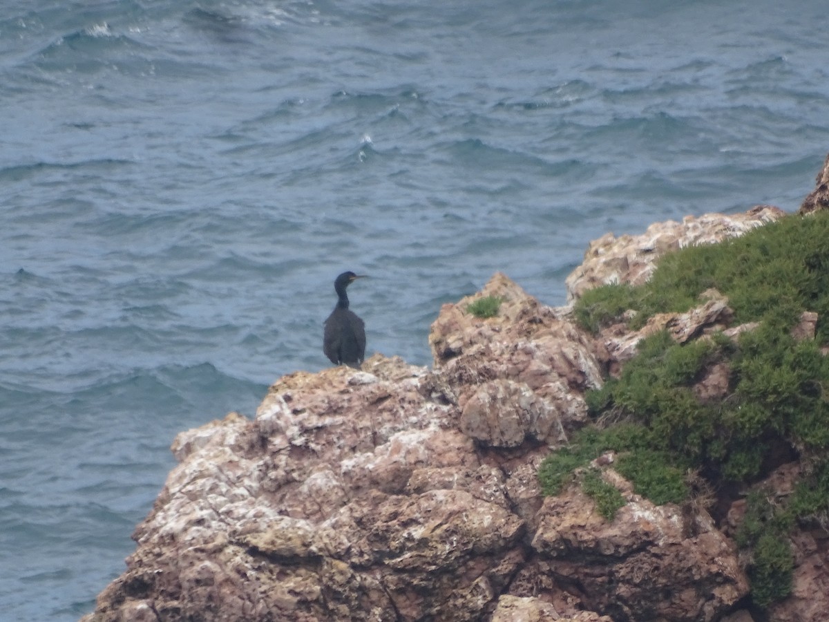 European Shag - ML641526834