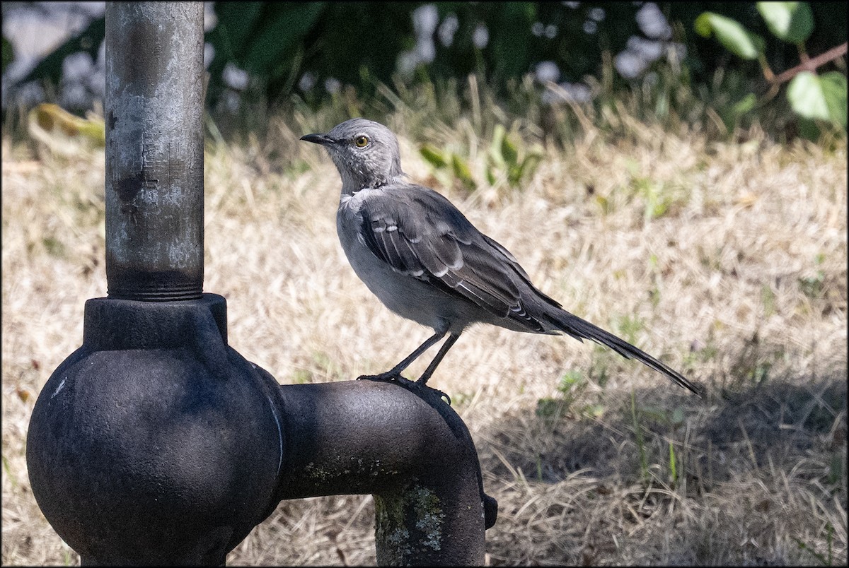 Northern Mockingbird - ML641526837