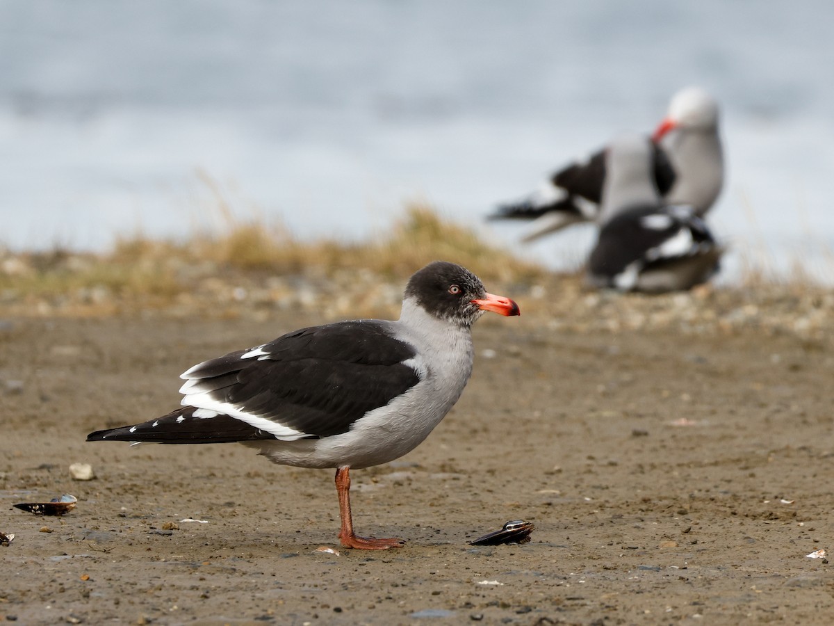 Dolphin Gull - ML641526849
