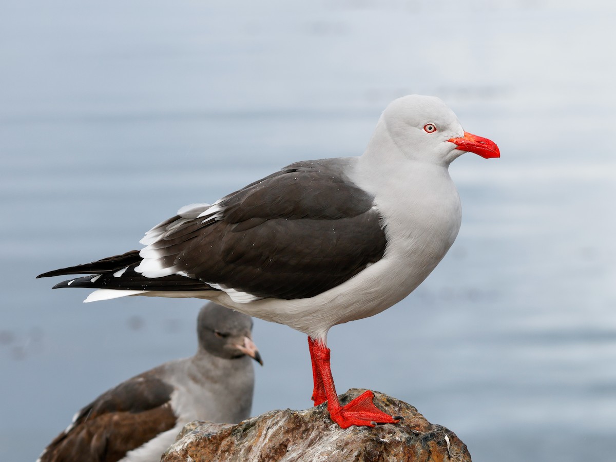 Dolphin Gull - ML641526850