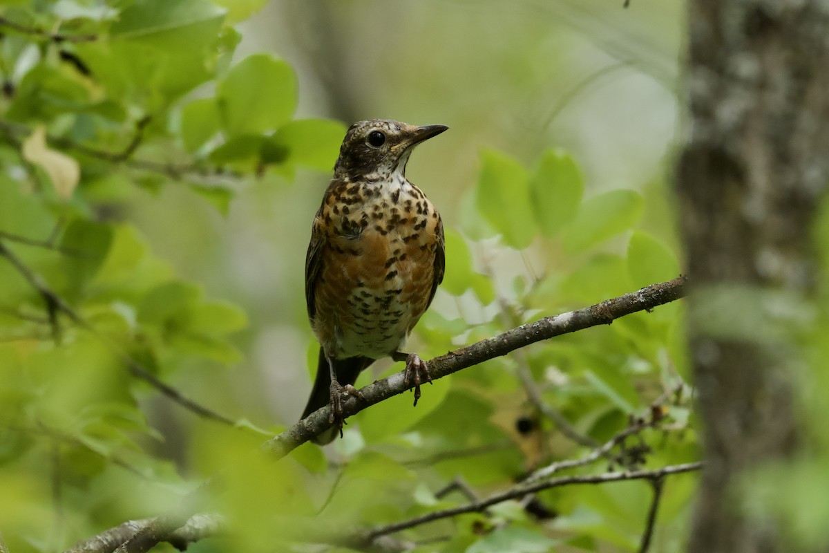 Zozo papargorria - ML641526870