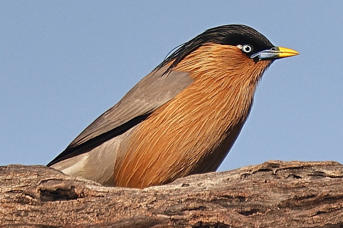 黑冠椋鳥 - ML641526872