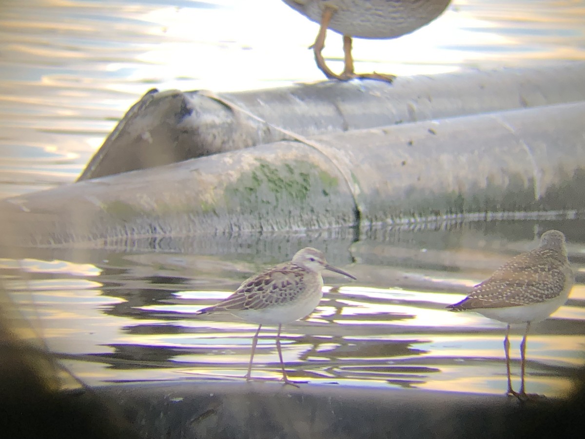 styltesnipe - ML641526958