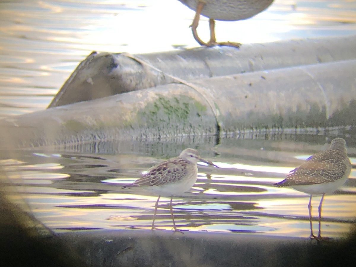 styltesnipe - ML641526959