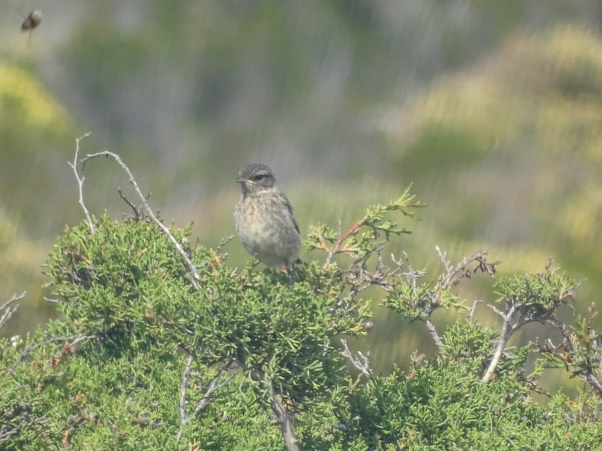 European Stonechat - ML641526962